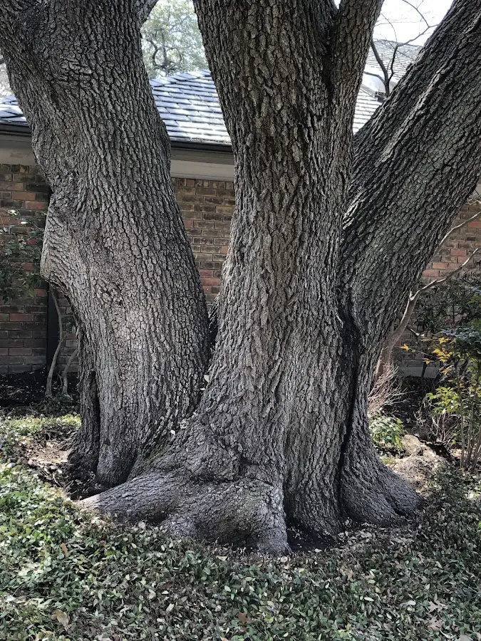 Mature heritage tree close to a Eden Valley property cared for by certified arborists